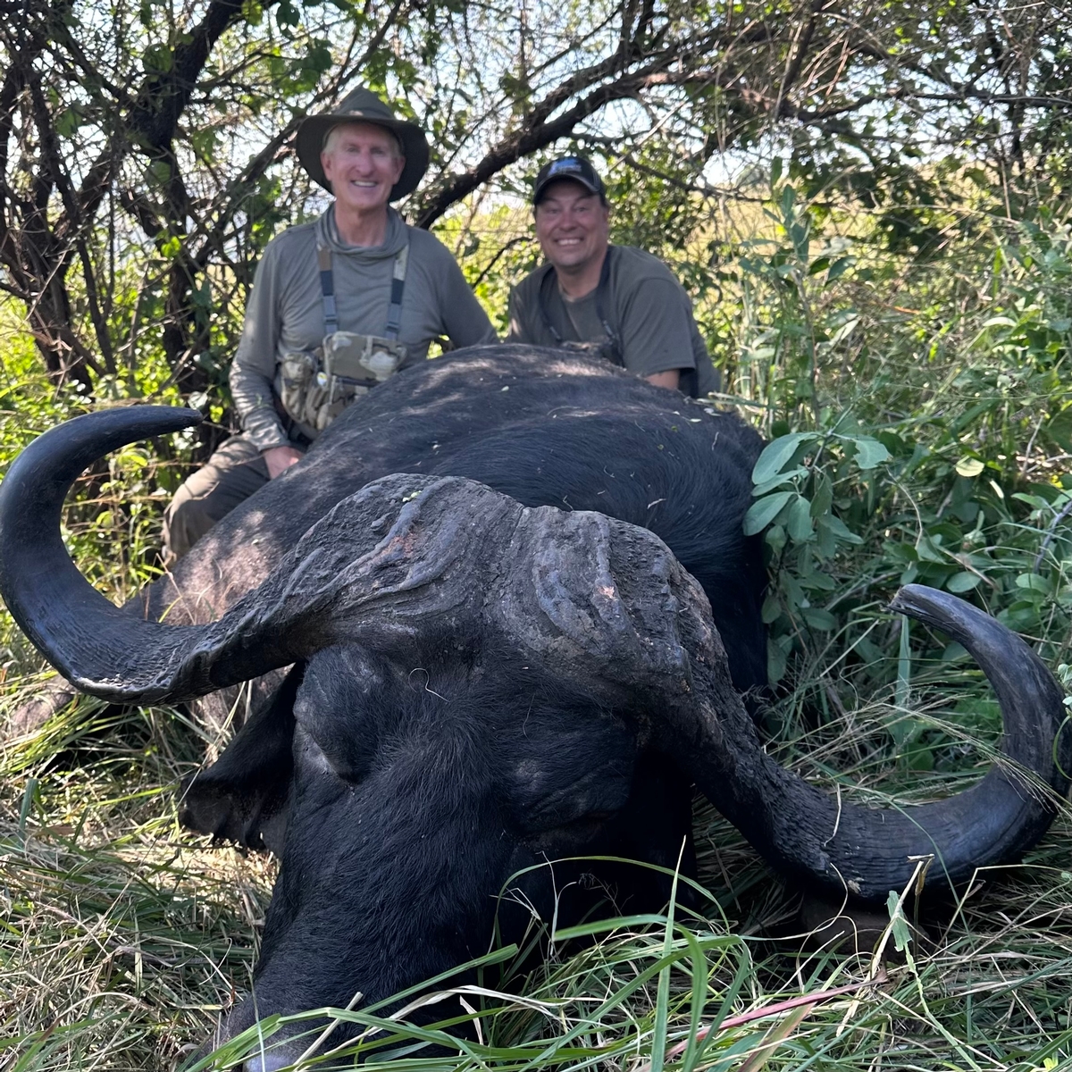 CAPE BUFFALO
