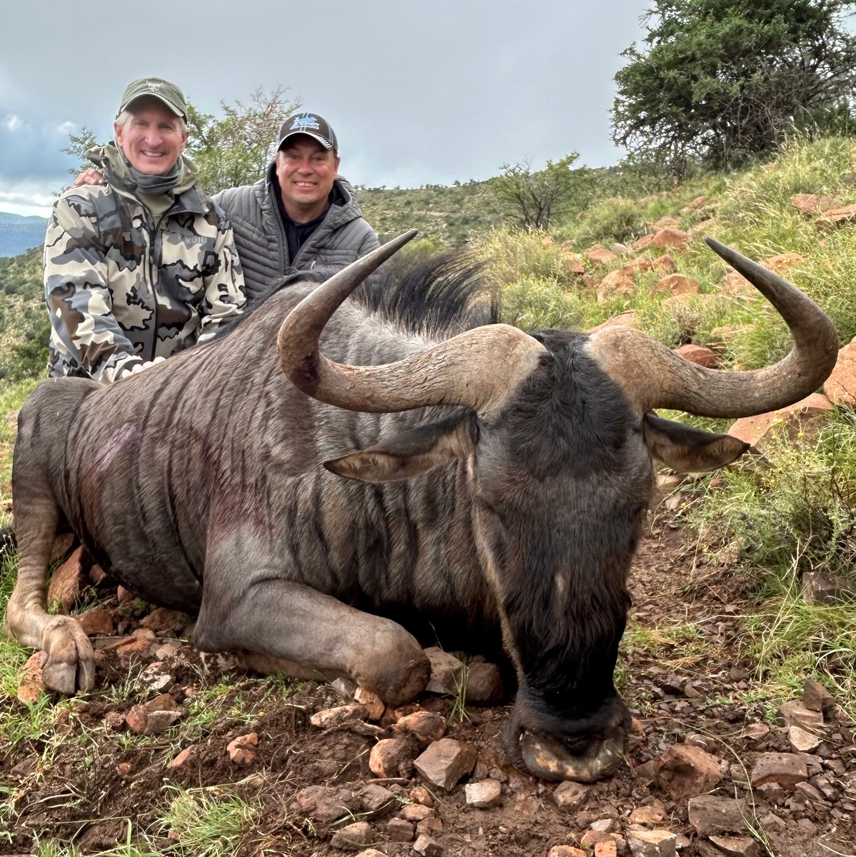 Blue Wildebeest