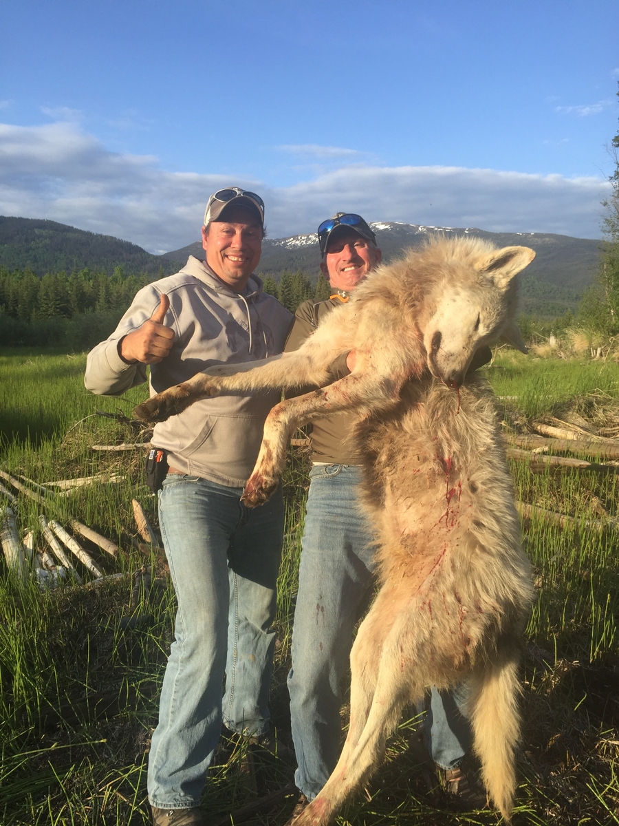 Alberta Wolf Hunting Guide & Outfitters | British Columbia ...