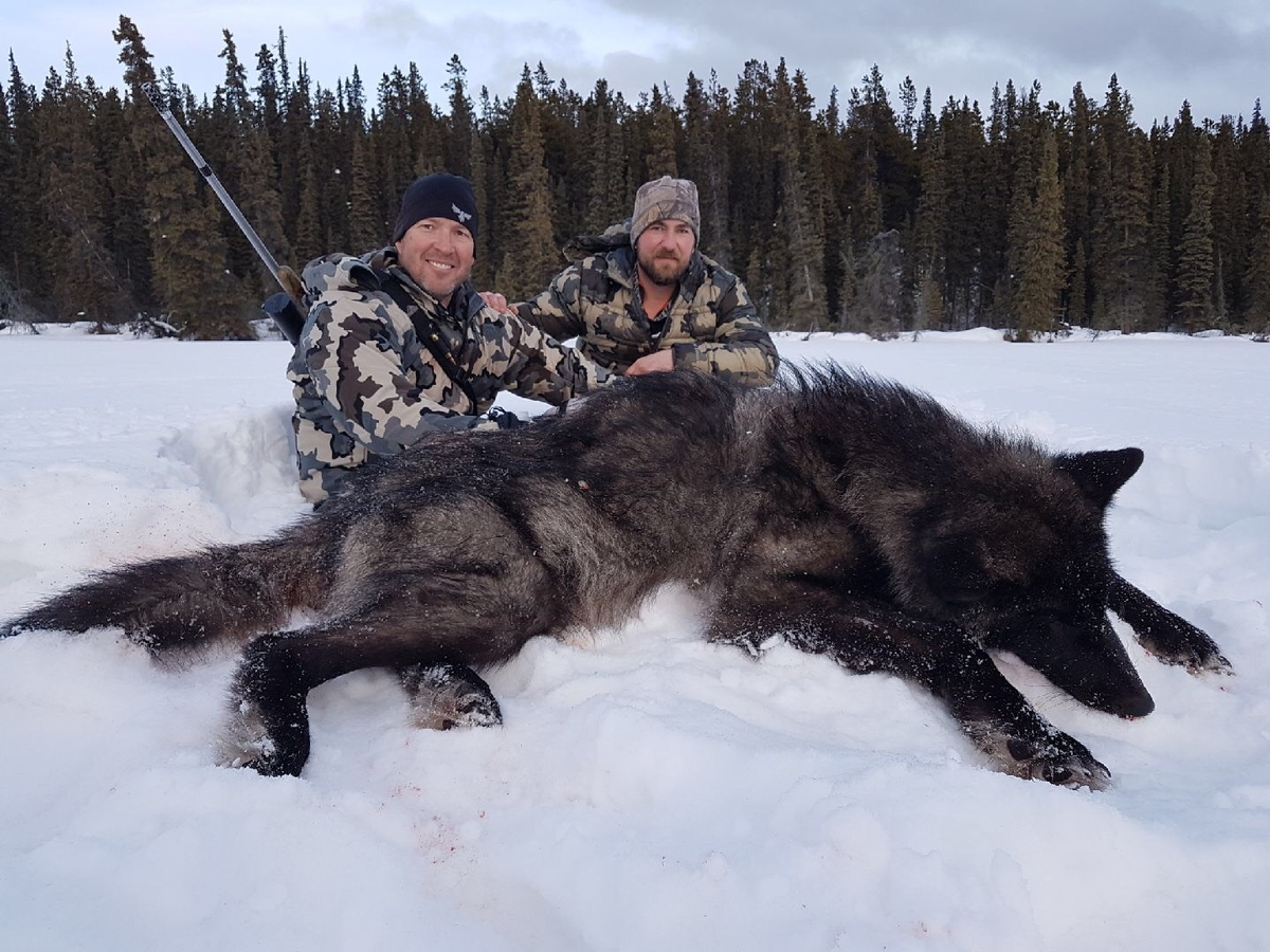 Wolf hunters. Канадский волкособ вольфхунд. Сибирский волкособ. Полярный волк вес 120 кг. Волкособы для охоты.