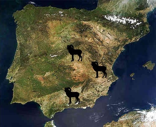 Mouflon Sheep Hunts in Spain